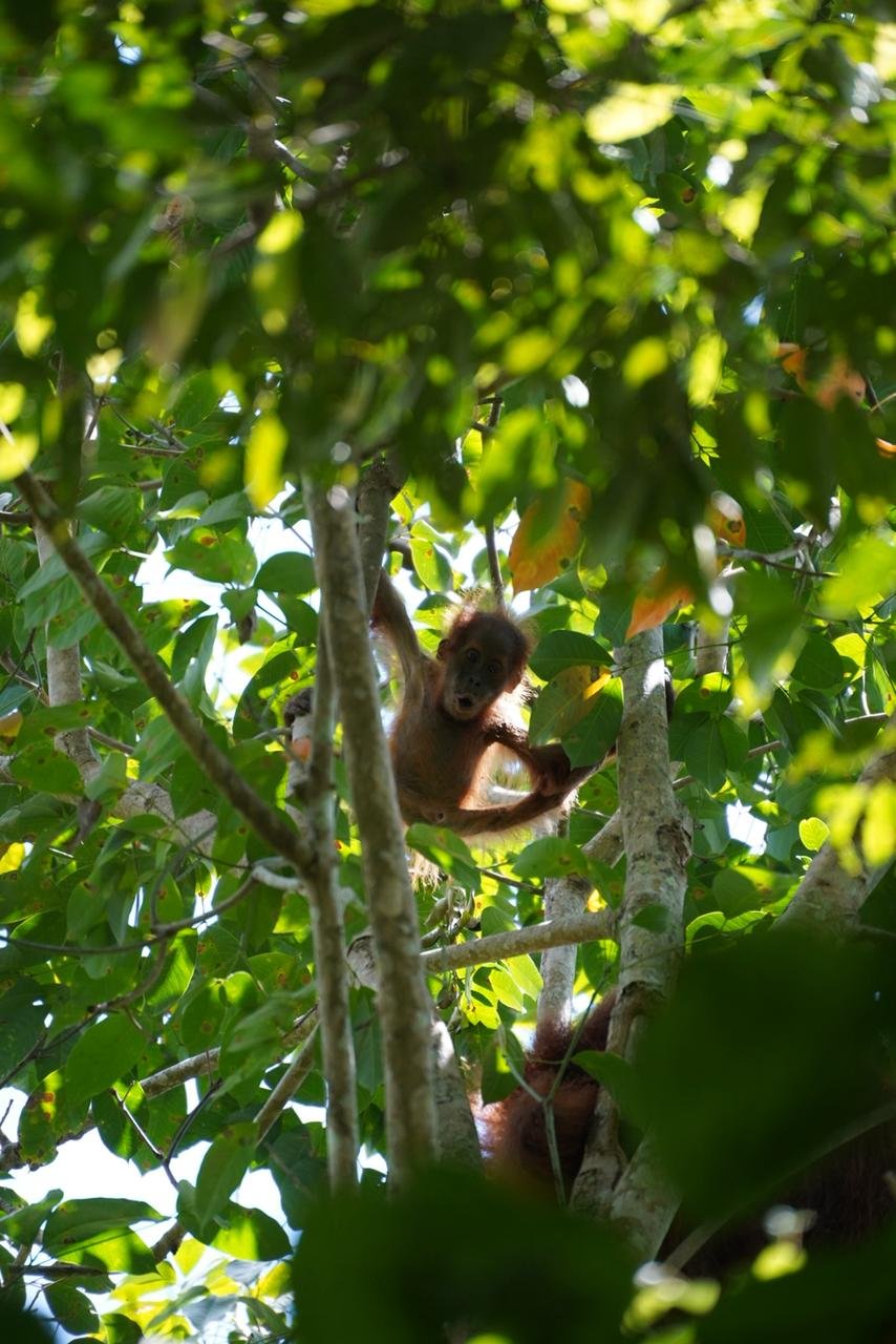 Bukit Lawang Image 5