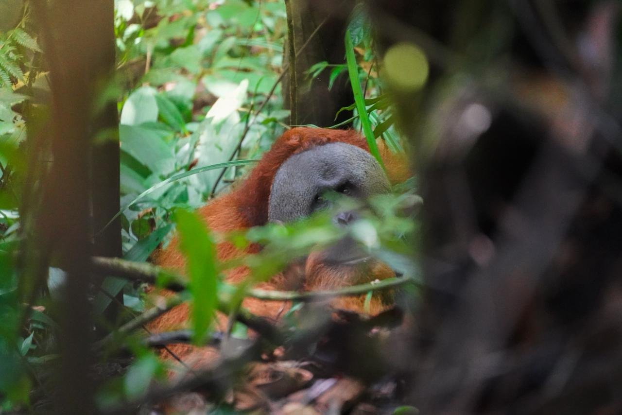 Bukit Lawang Image 2