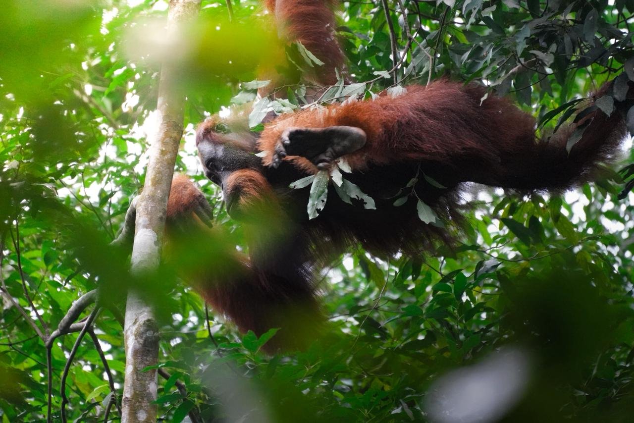 Bukit Lawang Image 4