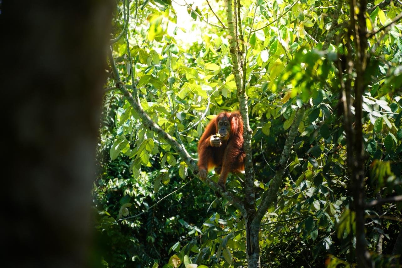 Bukit Lawang Image 3